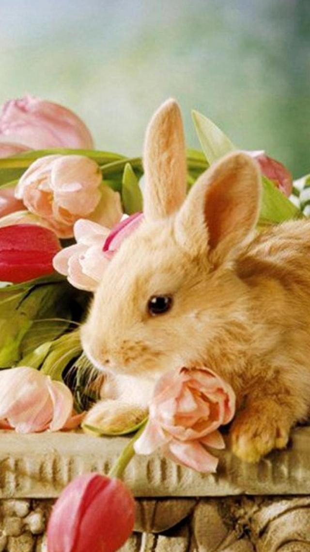 Cute Rabbit