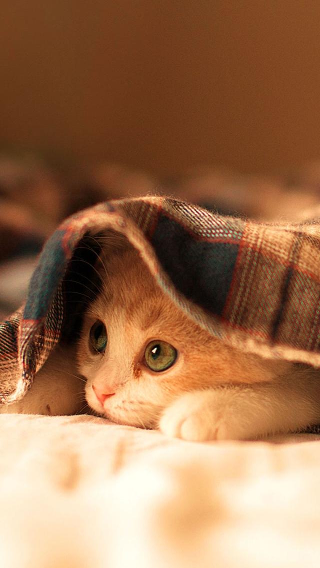 Cute Kitten Playing Hide and Seek