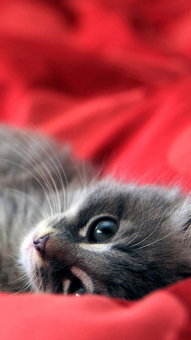 Cute Kitten - iPhone Wallpaper
