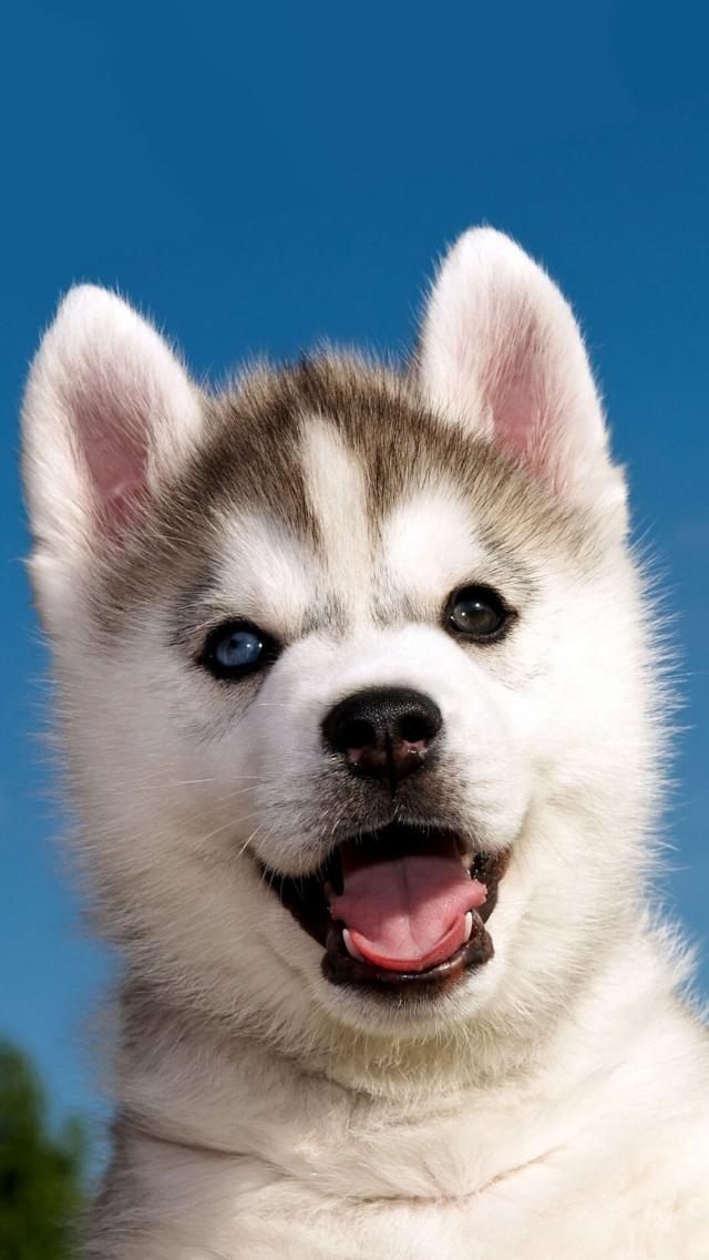 Cute Dog Animal Wallpaper for iPhone X
