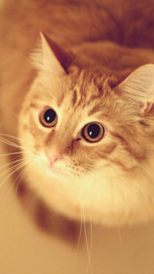 Fluffy Cat Animal iPhone Wallpaper