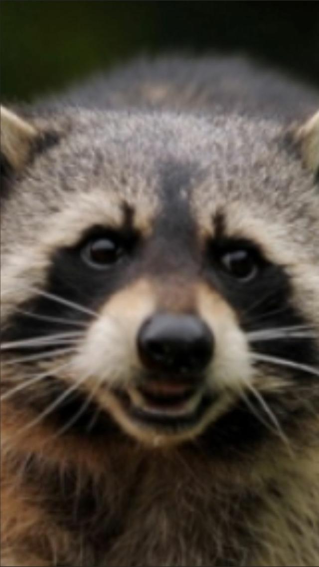 Raccoon
