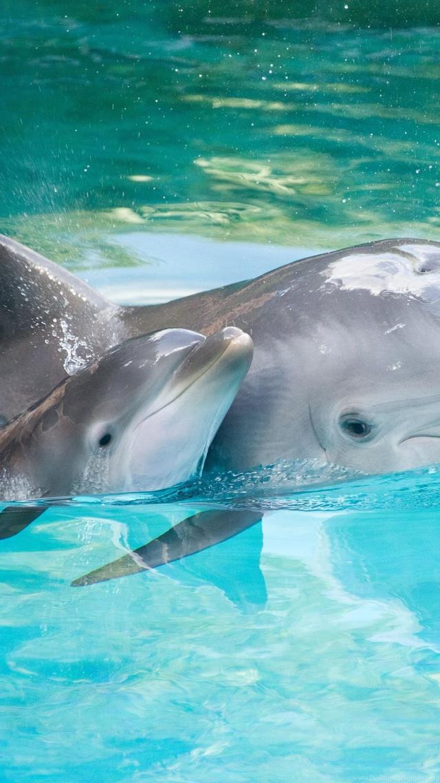 Dolphin Mother and Baby