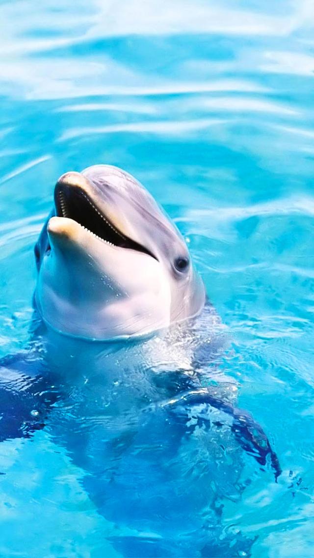 Dolphin