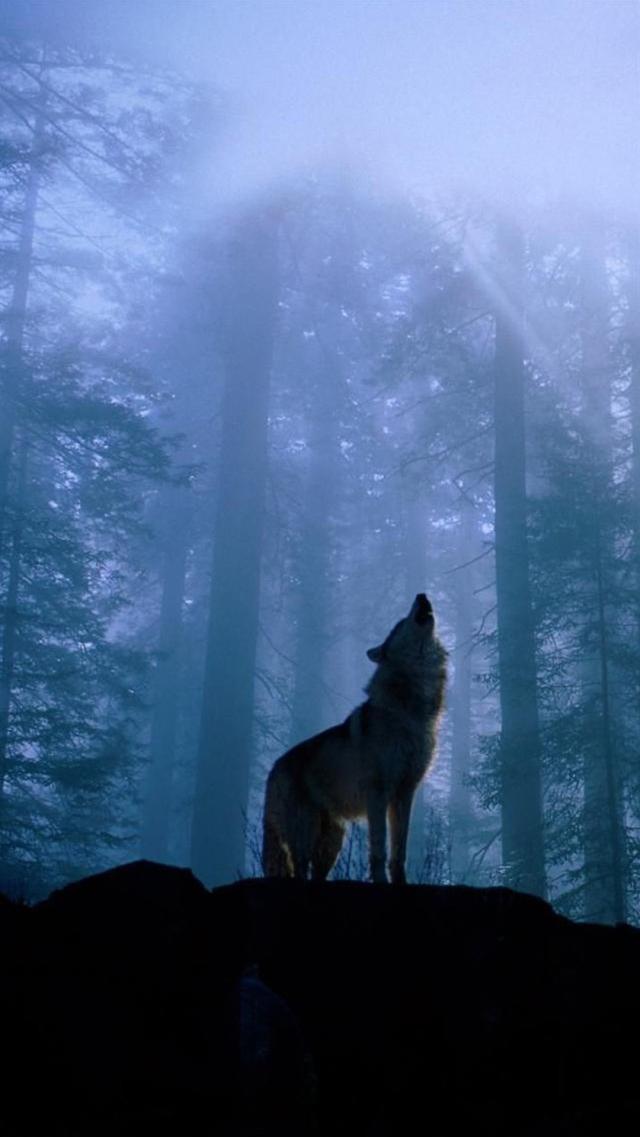 Howling Wolf - Animal iPhone Wallpaper