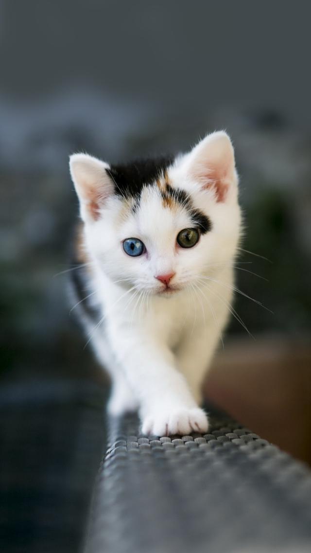 Kitten with Heterochromatic Eyes