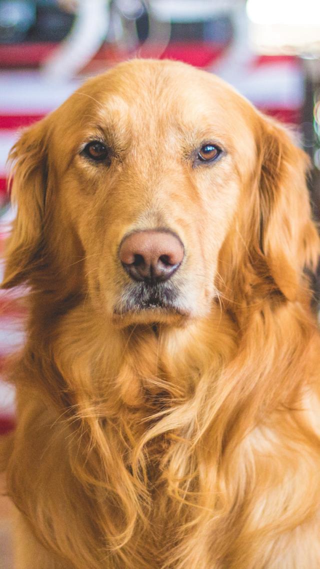 Golden Retriever Animal iPhone Wallpaper