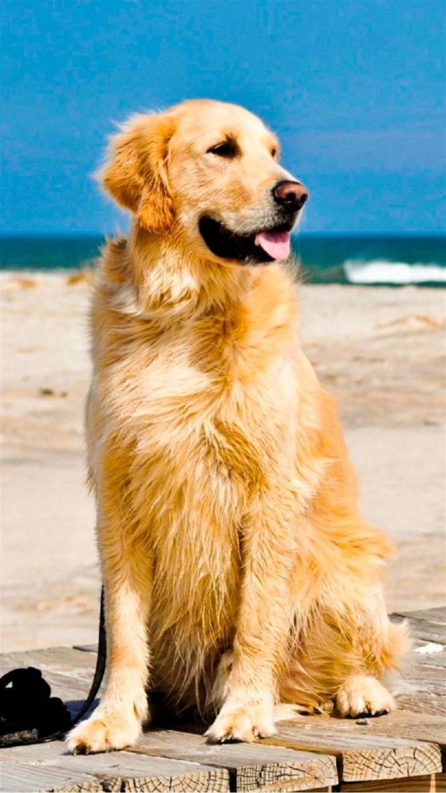 Golden Retriever