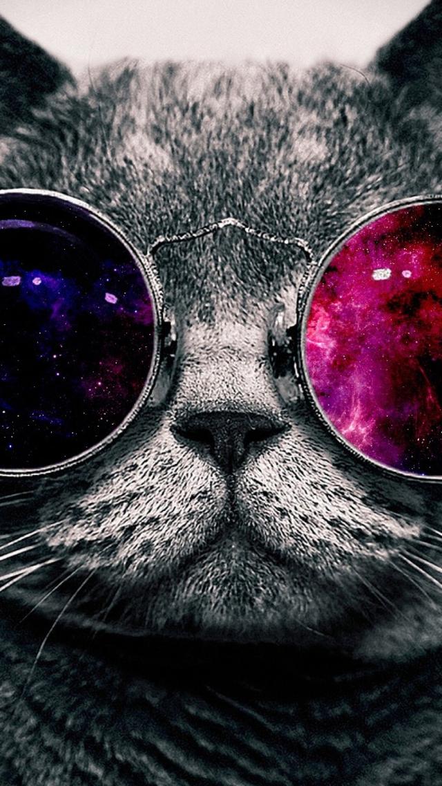 Cat Wearing Sunglasses
