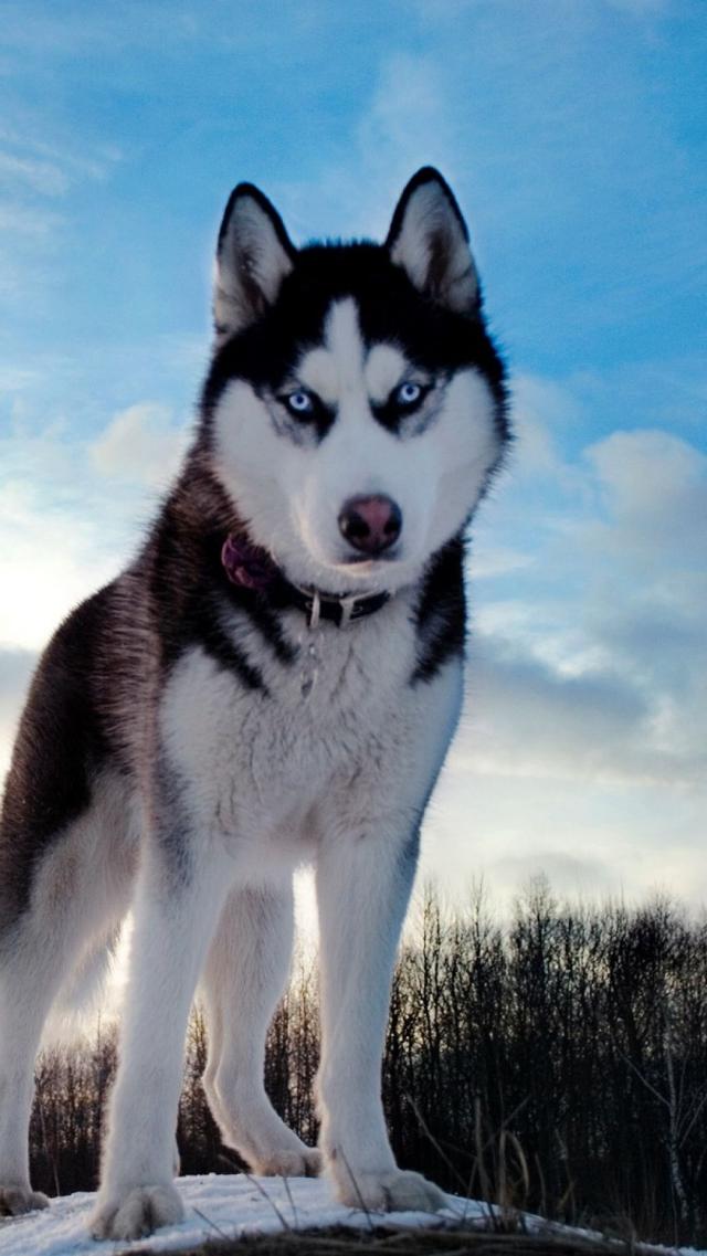 Siberian Husky Animal iPhone Wallpaper