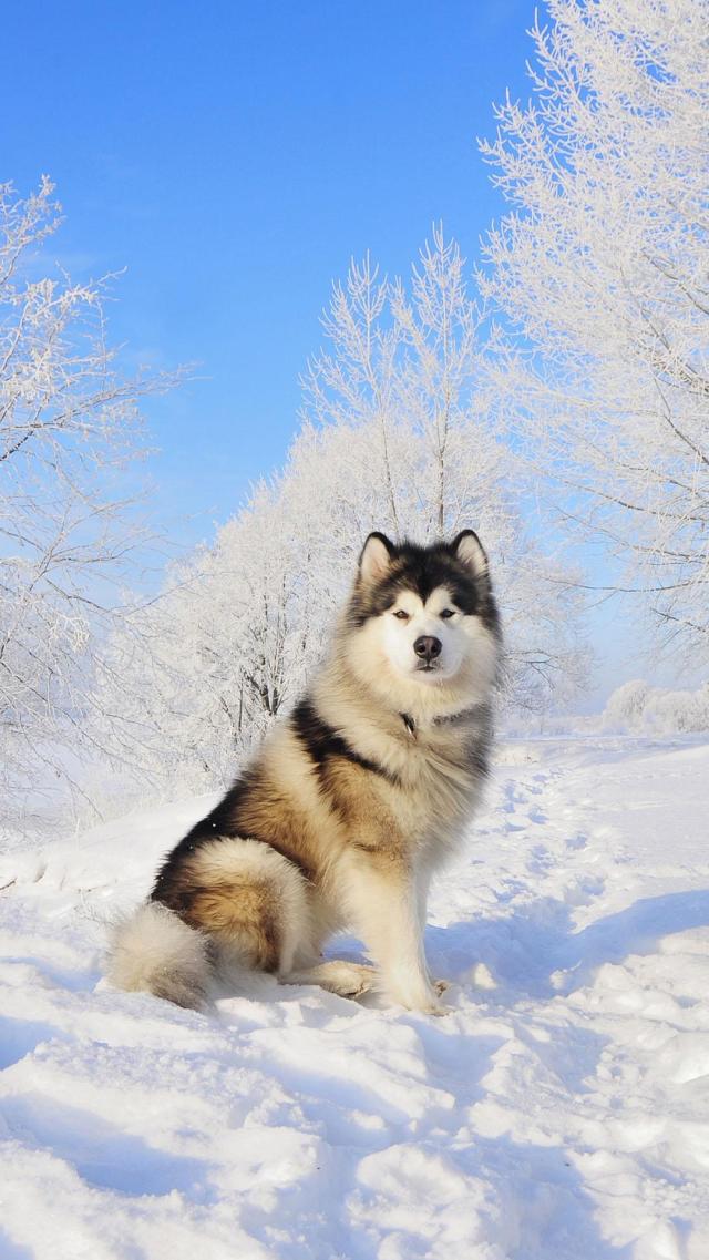 Siberian Husky