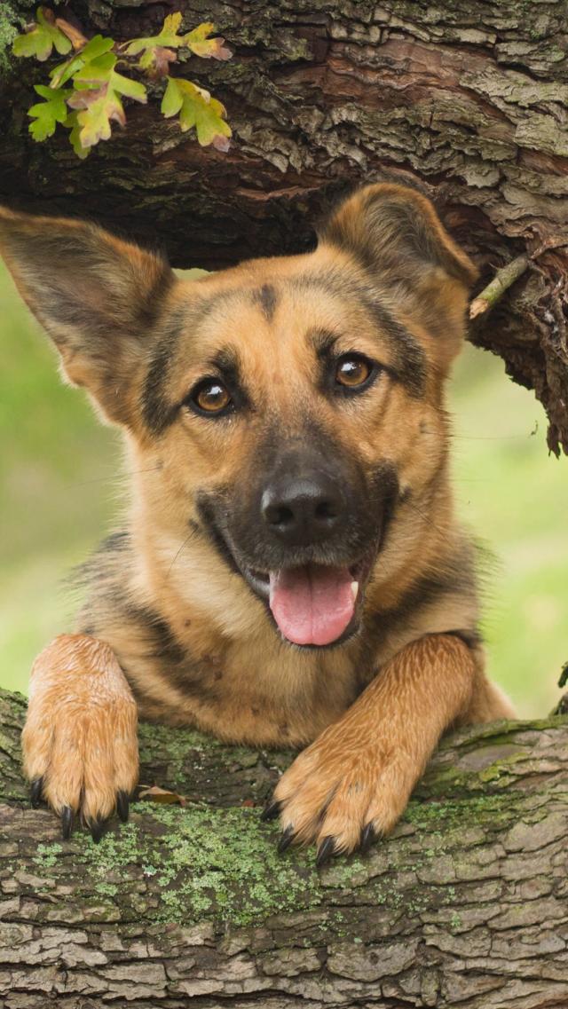 German Shepherd Animal iPhone Wallpaper