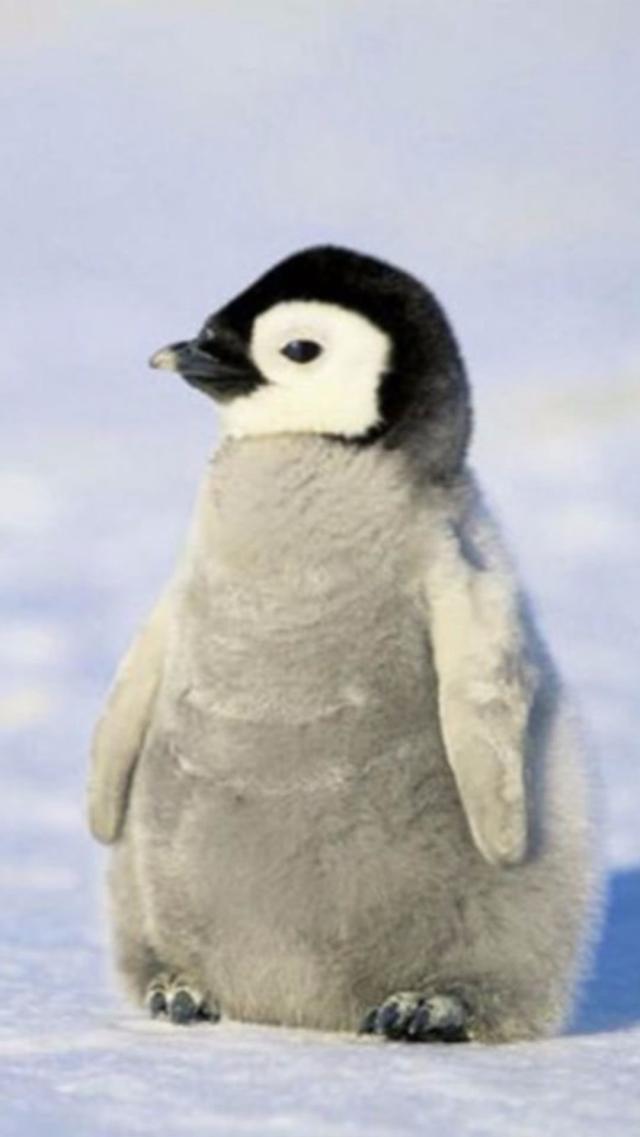 Penguin