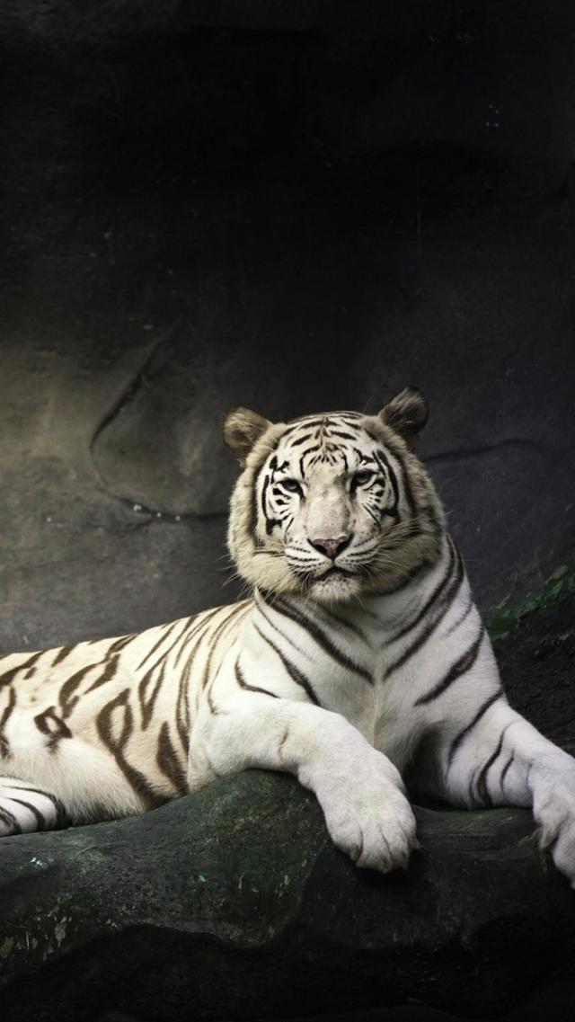 White Tiger Animal Apple