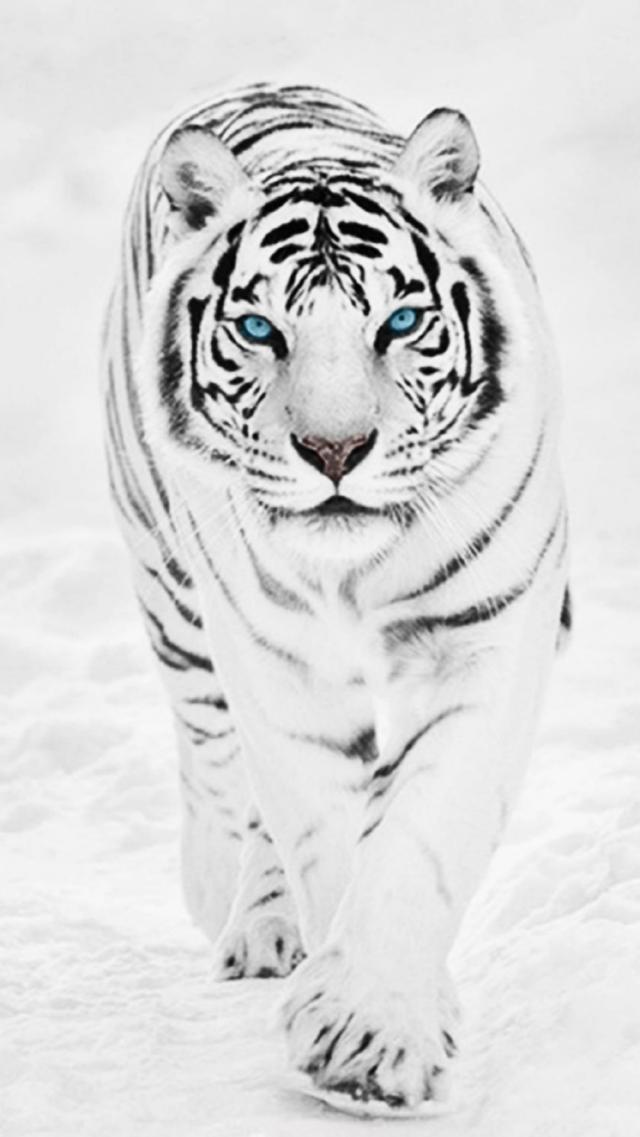 White Tiger Animal iPhone 8 Wallpaper