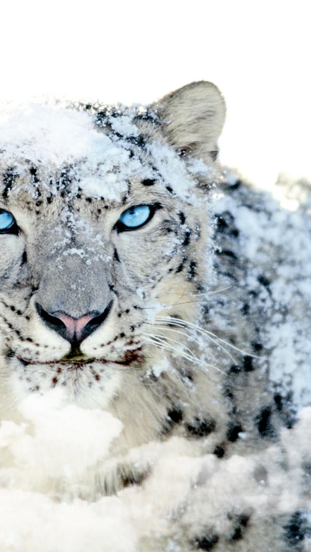 Snow Leopard