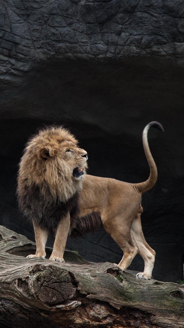 Lion Animal iPhone Wallpaper