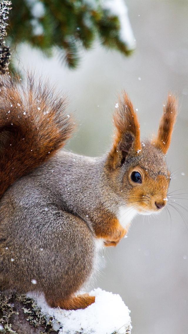 Squirrel
