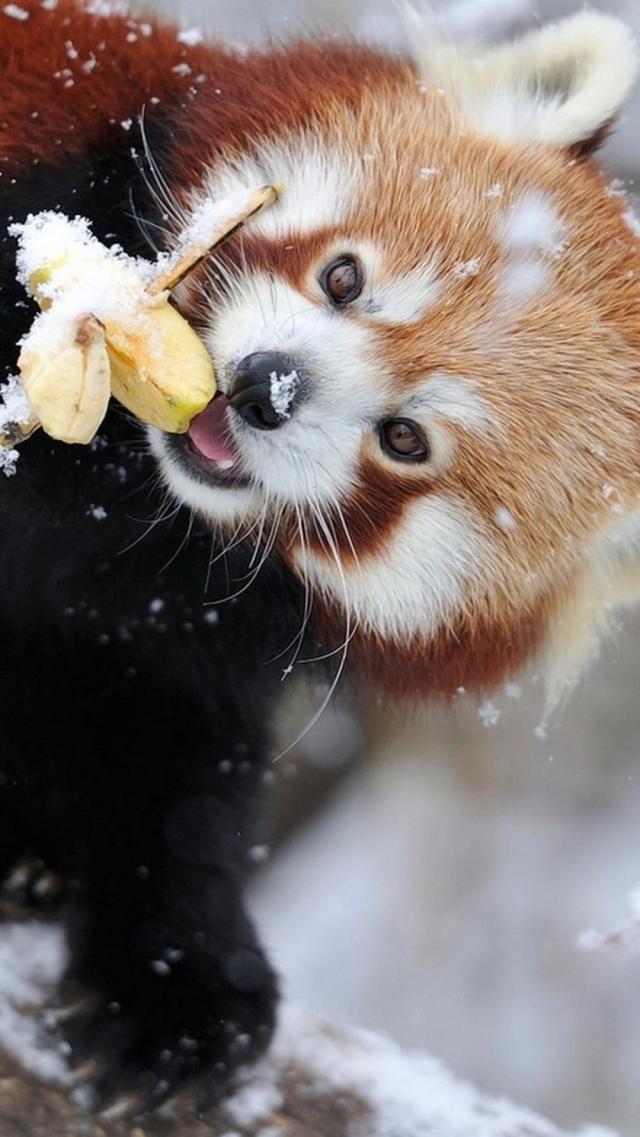 Red Panda