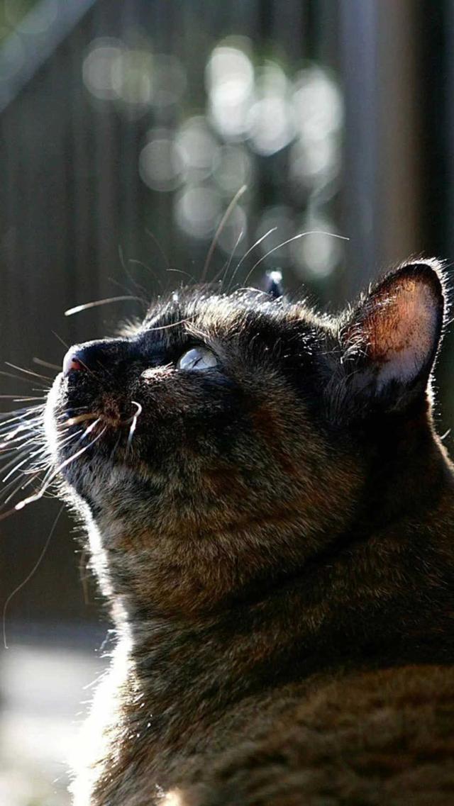 Cat Gazing at Something