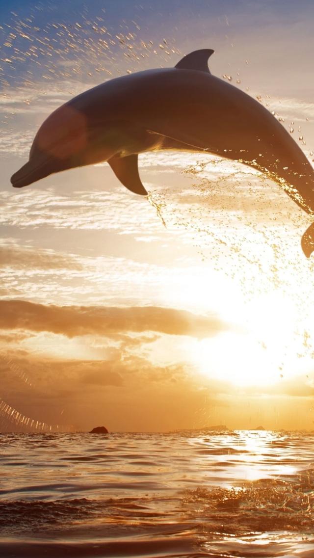 Dolphins Leaping Out of the Twilight Sea