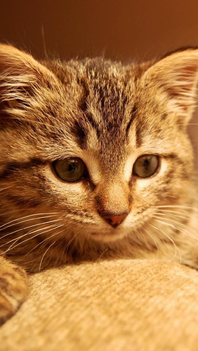 Cute Kitten Animal iPhone Wallpaper