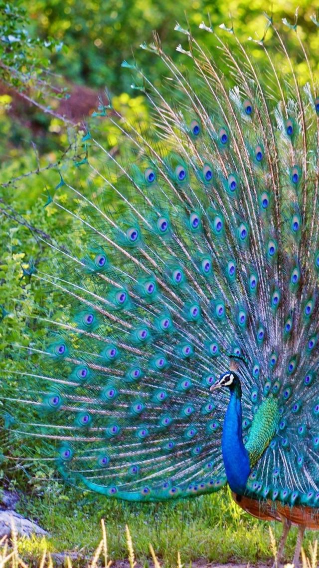 Peacock