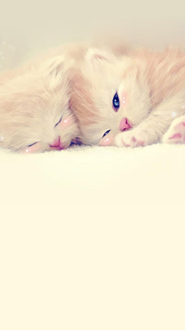 Two Kittens Snuggling While Sleeping - iPhone Wallpaper
