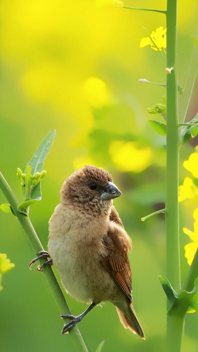 Cute Bird Animal iPhone Wallpaper