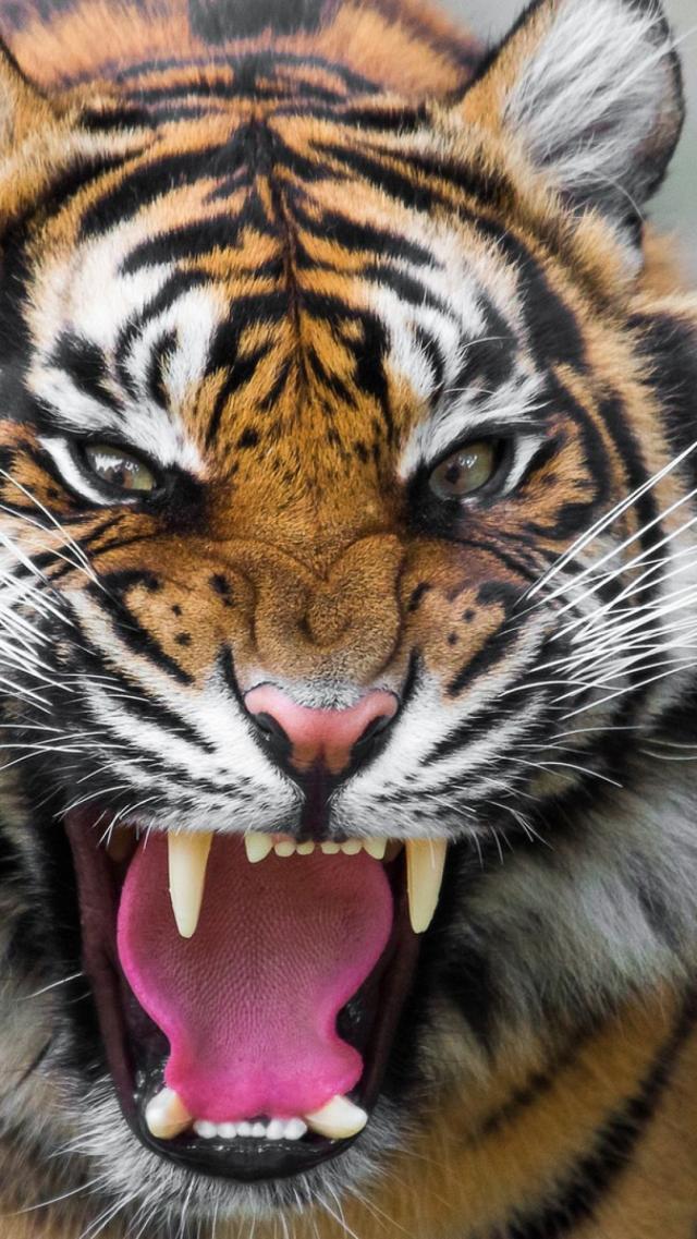 Angry Tiger