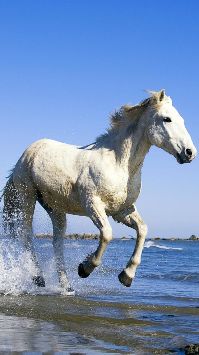 White Horse Galloping on the Beach