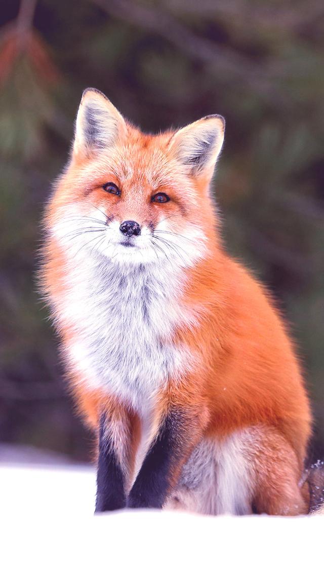 Fox