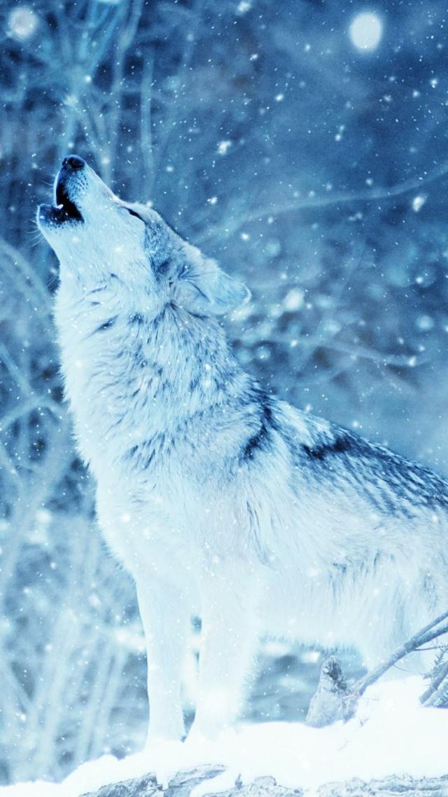 Wolf and Snow