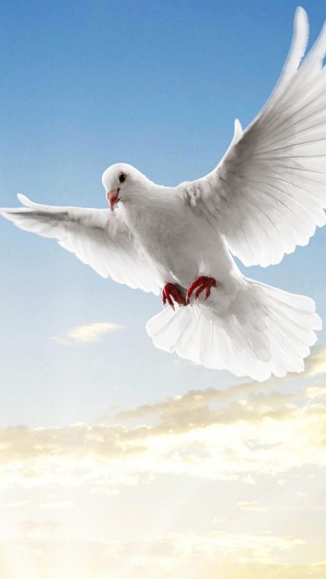 White Dove