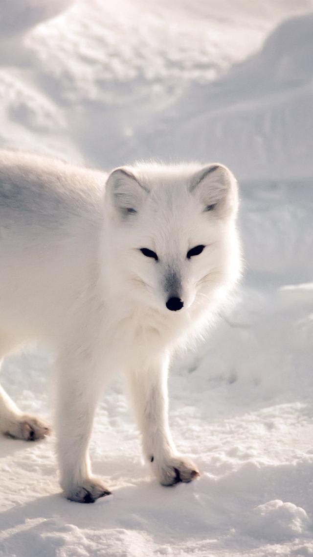 White Fox