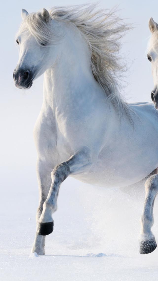 White Horse