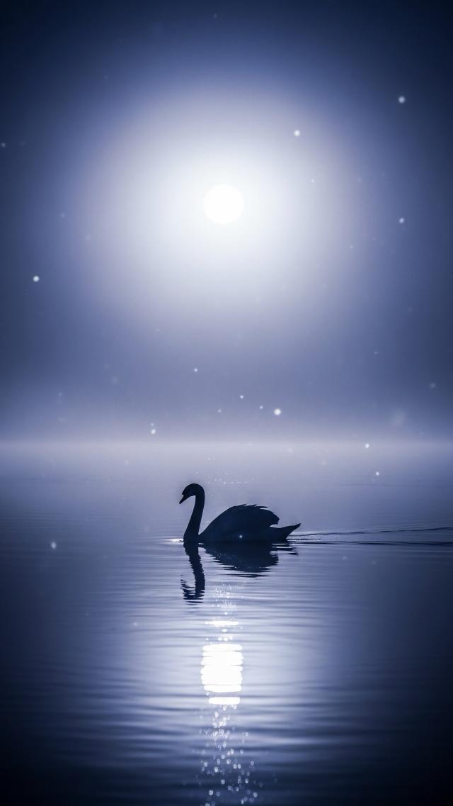 Silhouette of the White Bird