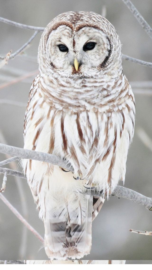 Pure White Owl
