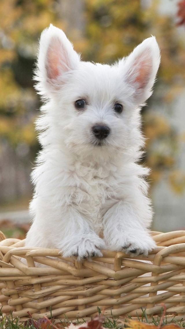 Pure White Puppy