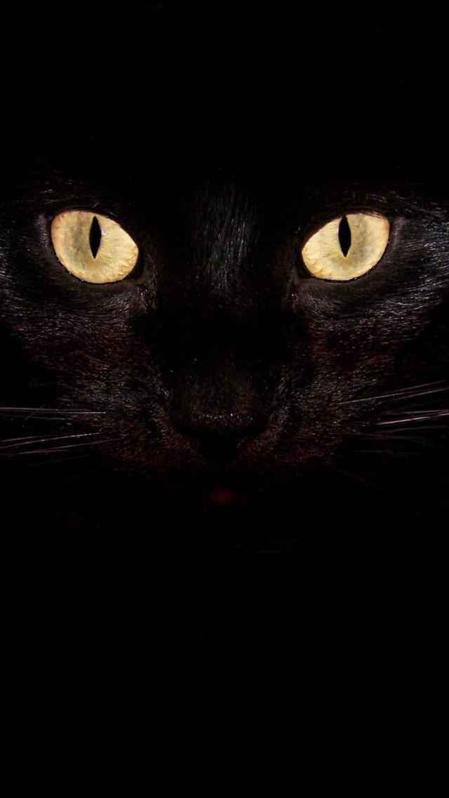 Glowing Cat Eyes in the Dark