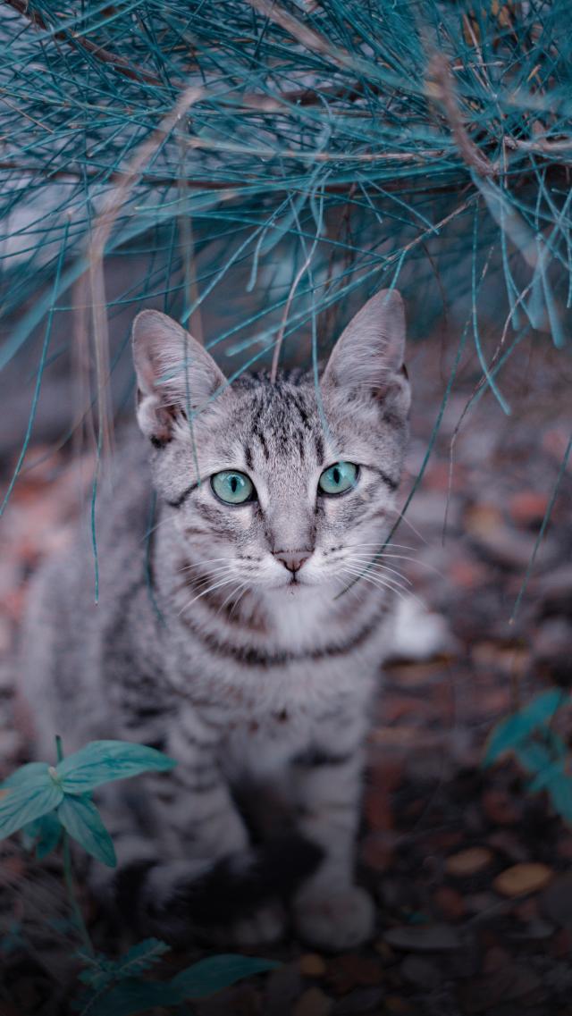 Blue-Eyed Cat Animal iPhone X Wallpaper