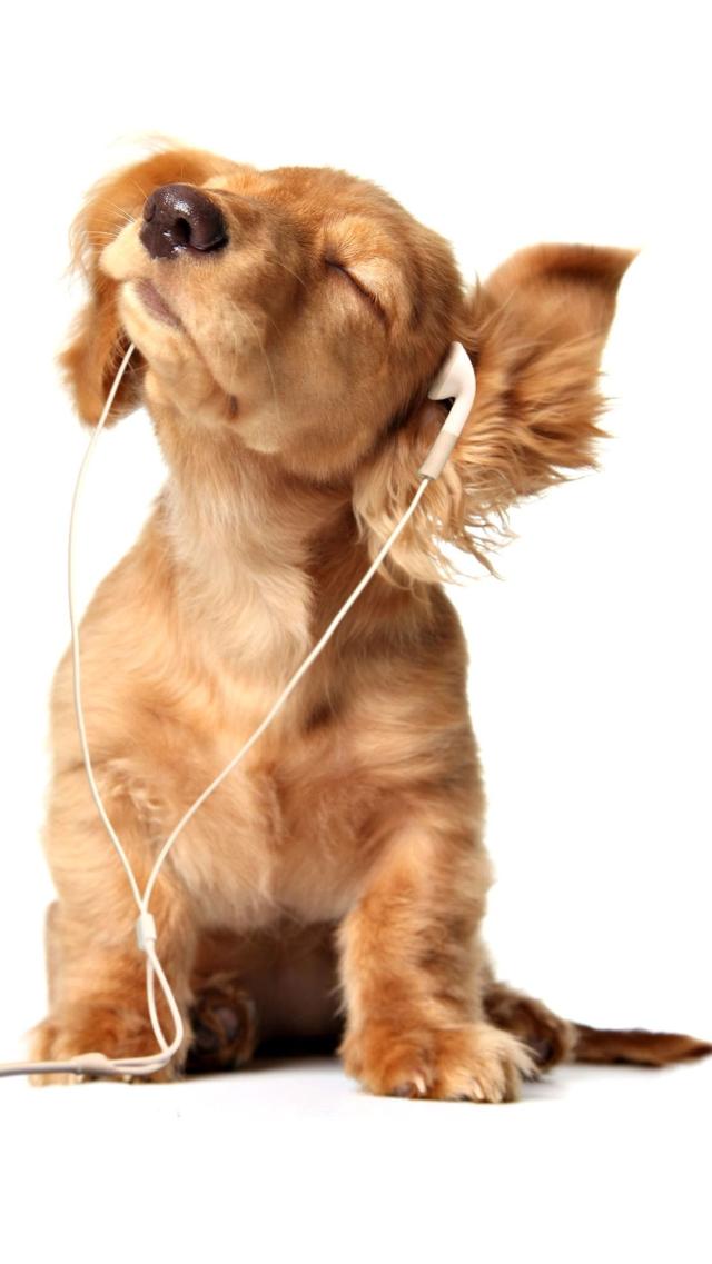 Dog Listening to Music