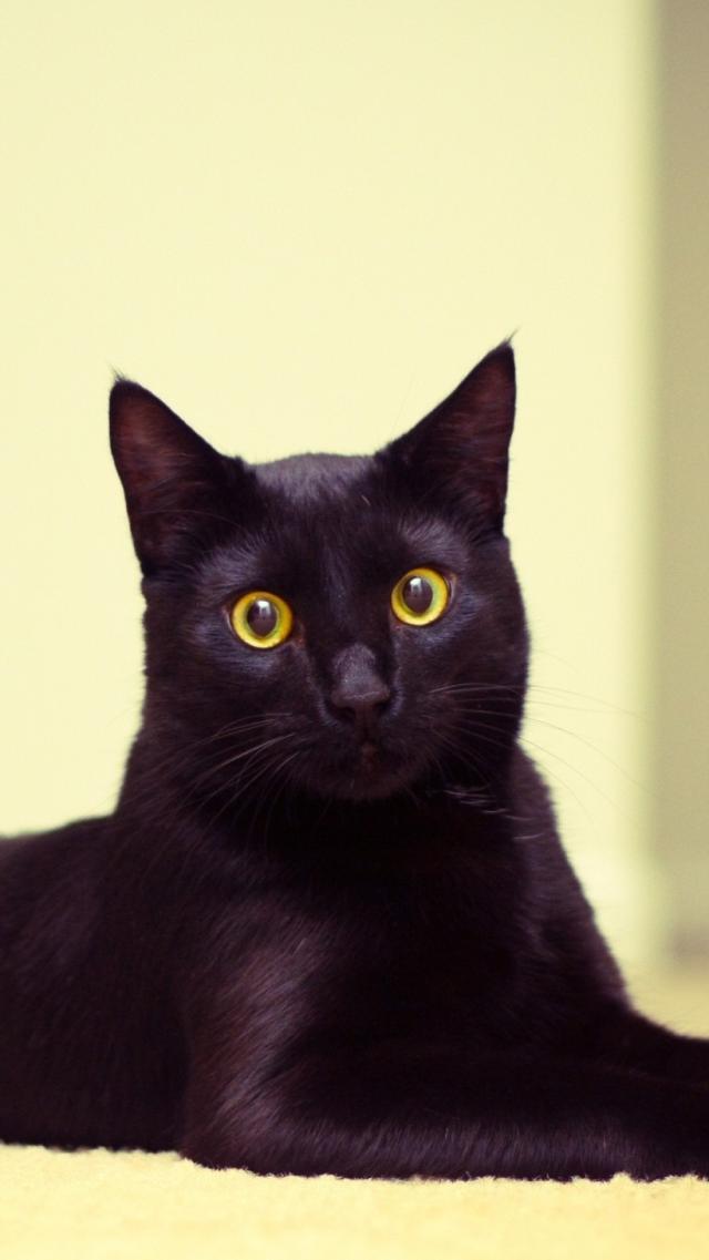 Black Cat Animal iPhone Wallpaper