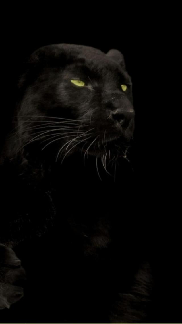 Black Panther Animal iPhone Wallpaper