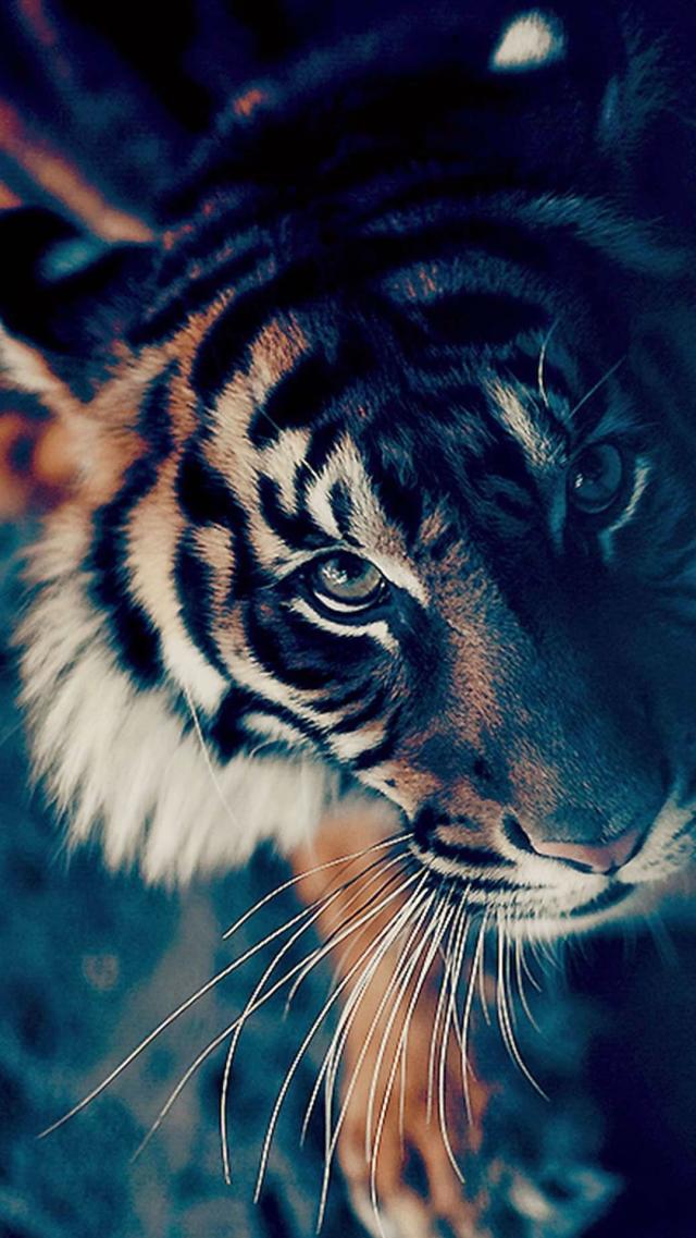 Tiger Animal iPhone Wallpaper
