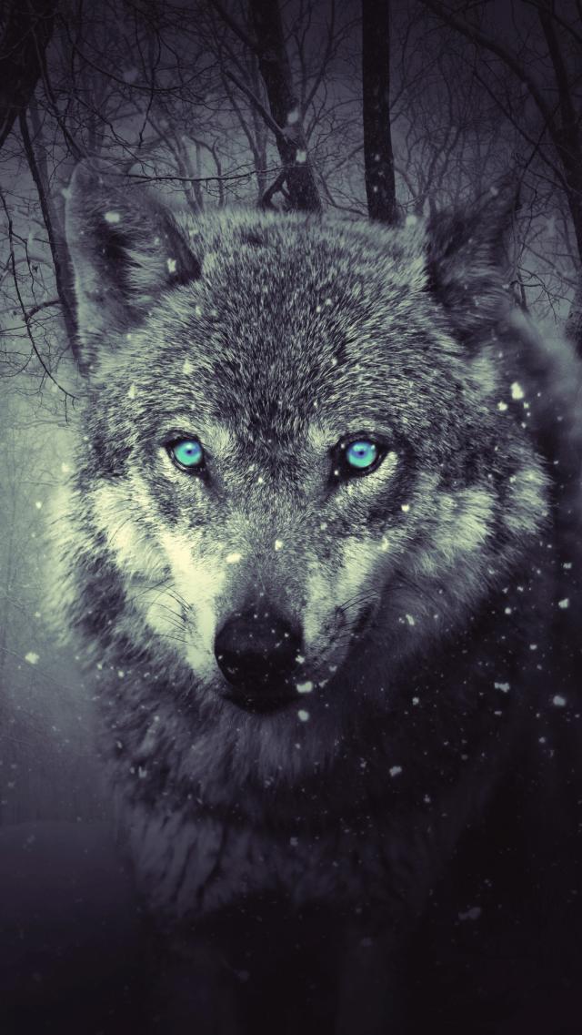 Wolf Animal iPhone Wallpaper