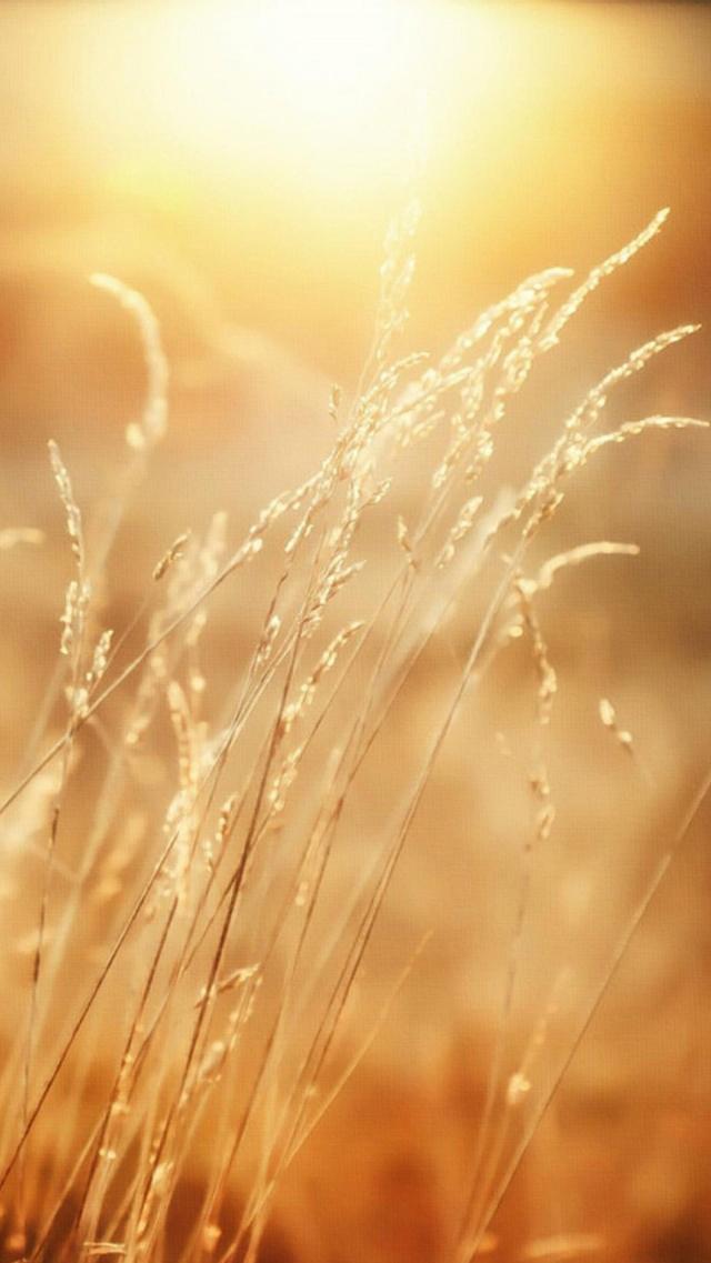 Grass Shining with Golden Light