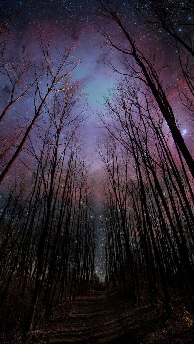 Dreamy Starry Sky Forest