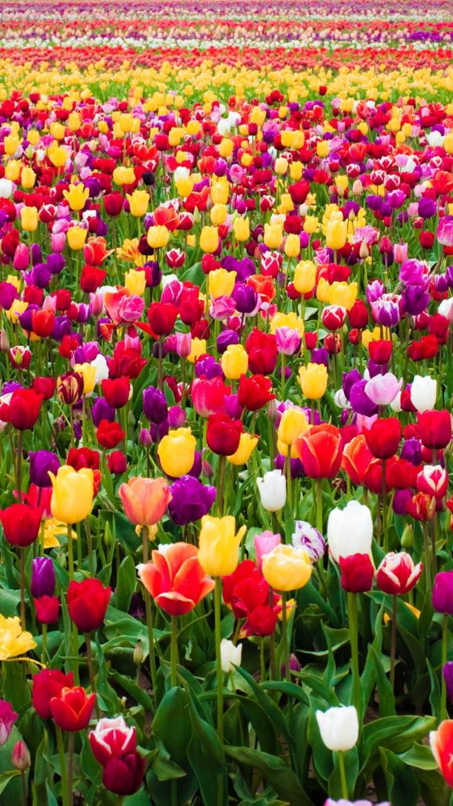 Tulip Flower Field