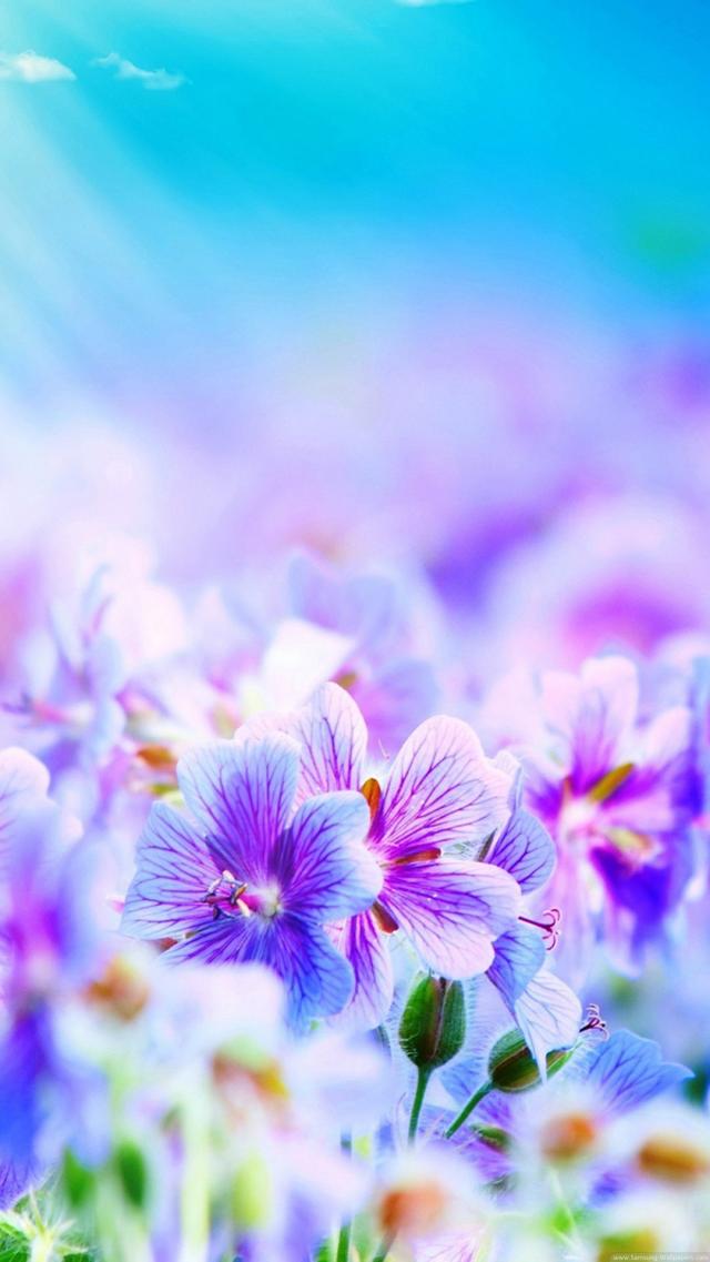 Beautiful Flowers in White and Purple